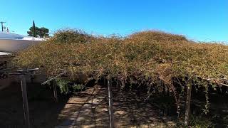 WORLD'S LARGEST ROSE BUSH - Tombstone, AZ   Dec 2020