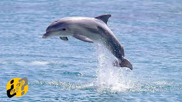 ¿Por qué saltan los delfines delante de los barcos?