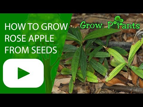 How to grow Rose Apple from seeds