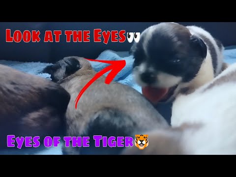 Cute Puppies Cute Eyes Opening | Shih Tzu