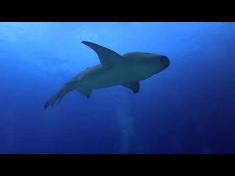 maldives-scuba-diving-november-2019,-emperor-explorer,-manta-rays,-sharks