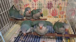 FREAK オキナインコ ブルー 6羽の幼鳥達