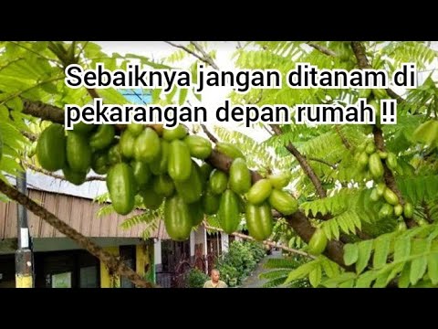 Video: Mengapa pohon pinus buruk?