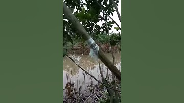 Bí kíp ghép cải tạo Bưởi Adola