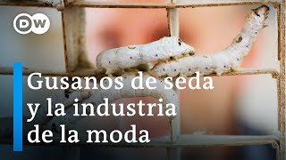 Seda suiza  para una moda sostenible | DW Documental