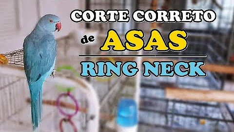 Pode cortar asas de ring neck?