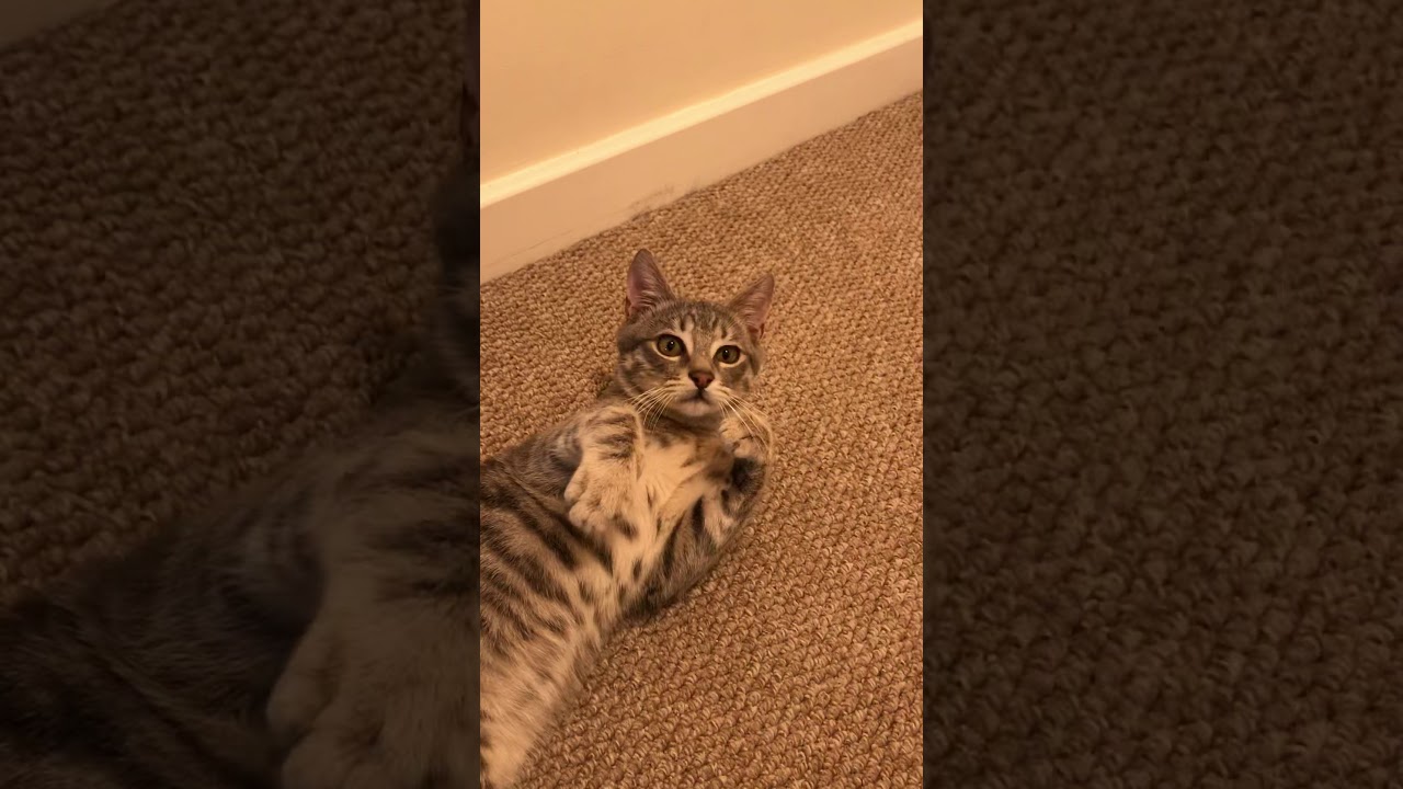 Annoying my cat part 1 YouTube