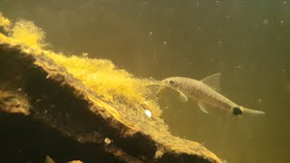 Bit Hungry, Silver Flying Fox/Reticulated Algae Eater