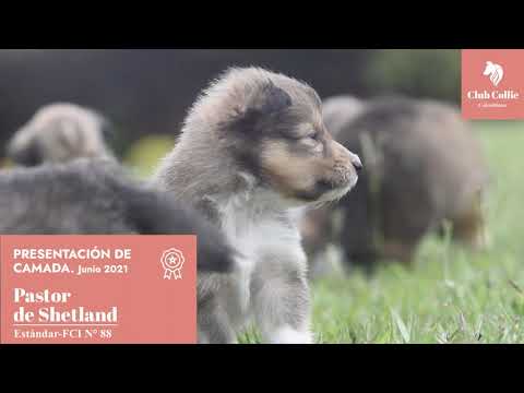 Video promocional camada Shetland Sheepdog Junio2021