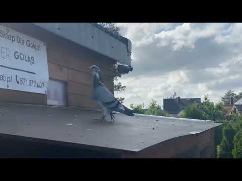 VLOG 125 🕊️Bruksela