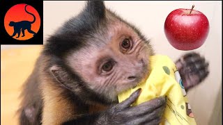 Monkey Making Apple Juice! by MonkeyBoo 5,878 views 1 month ago 3 minutes, 12 seconds