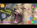 レア映像🦁【笑うライオンの赤ちゃん】赤ちゃんライオン達は私達を癒やしちゃう～ "ライオン" ウォッチング👀ねむいよぉ～ オリトはカッコよ🌟 超望遠800mm どアップ💖リアルガチ映像