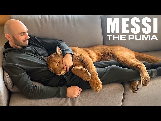 Messi The Puma is a Big Ol' House Cat -