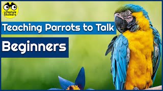 Teaching Parrots to Talk (Mimicking, Speaking, & Communicating) screenshot 5