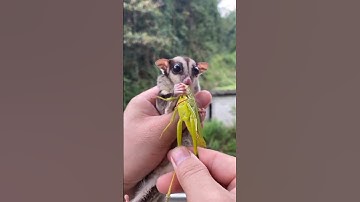 sugar glider vs flying squirrel #cute 🐿️|| #video