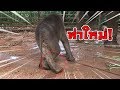 น้องจ่อย เดินกลับบ้านมาโชว์ท่าใหม่ baby elephant