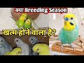 Kya breeding season      bird breeding season   