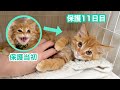 突然ゴロニャンになった子猫が可愛すぎた【ひまわり&屋台兄弟日記】 Suddenly so cuddly! The cutest kitten transformation.