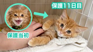 突然ゴロニャンになった子猫が可愛すぎた【ひまわり＆屋台兄弟日記】 Suddenly so cuddly! The cutest kitten transformation.