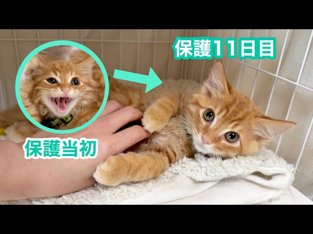突然ゴロニャンになった子猫が可愛すぎた【ひまわり＆屋台兄弟日記