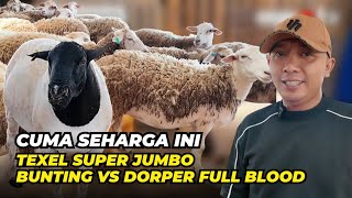 Harga Domba Texel Bunting VS Dorper Full Blood Semurah Ini 