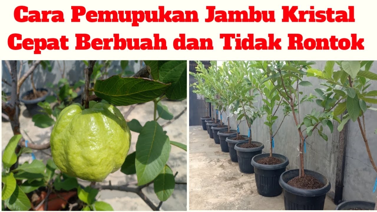 Tips !! Cara Mengatasi Agar Bunga Jambu Kristal tidak rontok , Pemupukan Jambu Kristal
