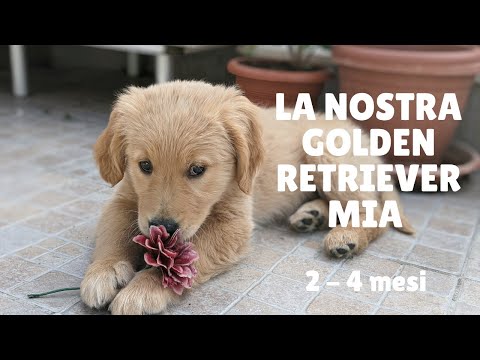 Video: Due minuti solidi di cuccioli Golden Retriever amoreggiare. Godere.