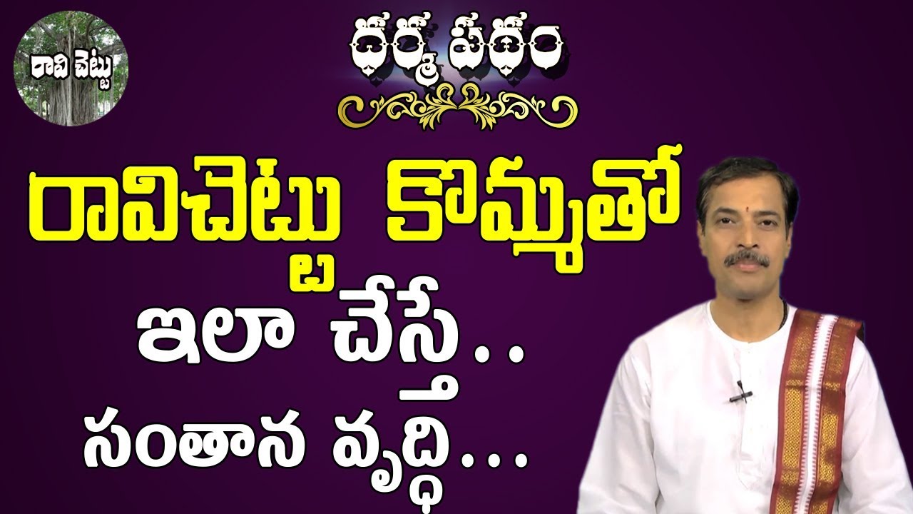 రావిచెట్టు కొమ్మతో ఇలా చేస్తే...సంతాన వృద్ధి | Ravi Chettu Benefits | Ravi Chettu | Pooja TV Telugu