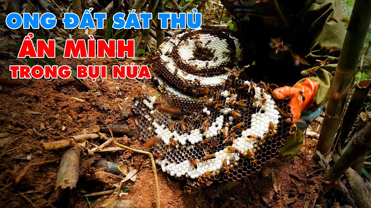 Loài Ong Nguy Hiểm, Rình Rập Trong Lòng Đất -  Thợ Rừng