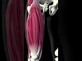 Lower Extremity | What is Lower Extremity? | Lower Limbs | Define Lower Extremity | Anatomy #shorts
