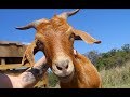 DAY AT AN ANIMAL RESCUE SANCTUARY - CookingwithKarma