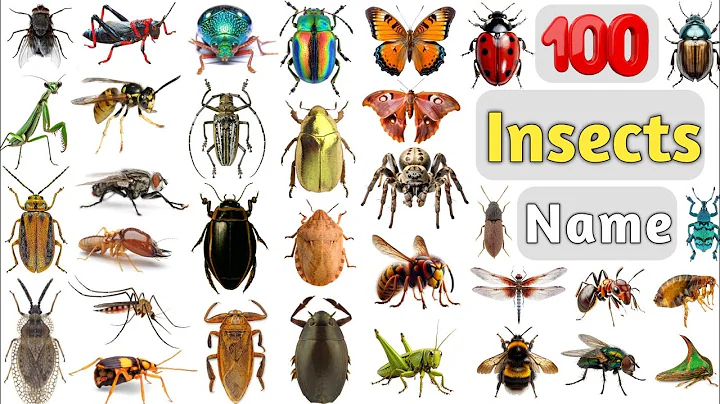 Insects Vocabulary ll 100 Common Insects Name in English With Pictures ll Beetles, Bugs, Butterfly