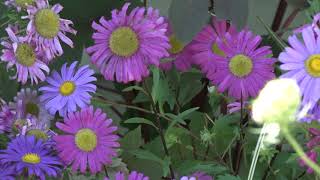 Cremation Options at Hamilton Municipal Cemeteries
