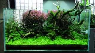 ADA view 152】 NAギャラリー水槽の経時変化 