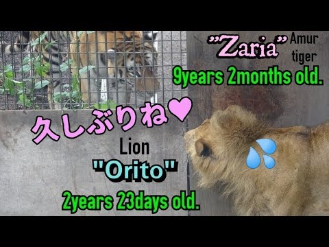 【daysold】にらめっこのトラとライオンのオリトくん2年23日齢b【百獣の王子様。】Orito Lion 2years 23days old.