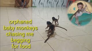 all baby monkeys eat first so they can sleepwell at night