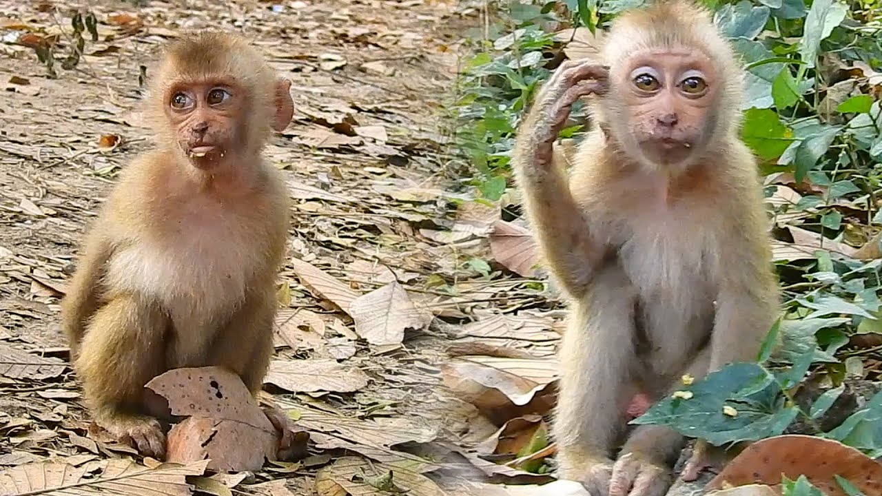 Breaking news 26 December 21 There is one new male pigtail monkey released this morning