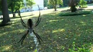 Writing Spider vs Damselfly