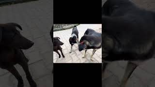 Pure Heart ❤️ is 🐾"#Reels #viral #trending #StrayDogLove #AnimalRescue #RescueDog #ViralPets