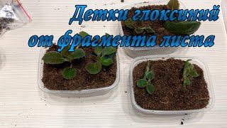 картинка: Детки Глоксиний от фрагмента листа