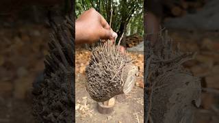 Amazing Eco-Friendly Bamboo Root Drinking Glass Making #shorts