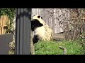 Happy Birthday: Reuzenpanda Fan Xing is 1 jaar. (Giant panda Fan Xing is 1 year old.)