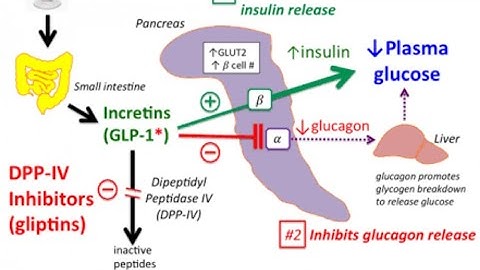 DPP-4 Inhibitors: Sitagliptin,vildagliptin Mechanism of action