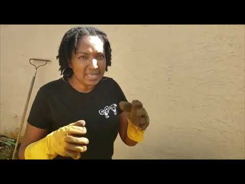How to prepare veggie beds and pots for transplants - Part 3 seed starting series