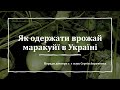 Вирощуємо маракуйю в Україні