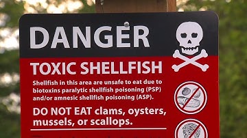 Samish Bay harvesters face uncertain future after toxins found in shellfish