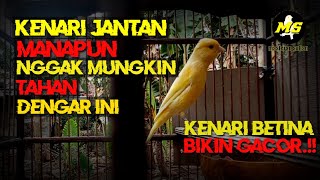 PANCINGAN KENARI BETINA MEMANGGIL JANTAN TERBARU #kenari#kicaumania #kenarigacor #kicau