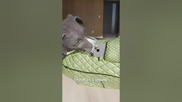 A Dog Called 911? 🤯