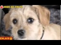 Nueva Raza, Perro que no ladra ni envejece