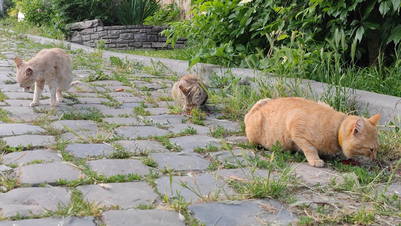 Little red cat refuses to eat! Then two more cats came running and they